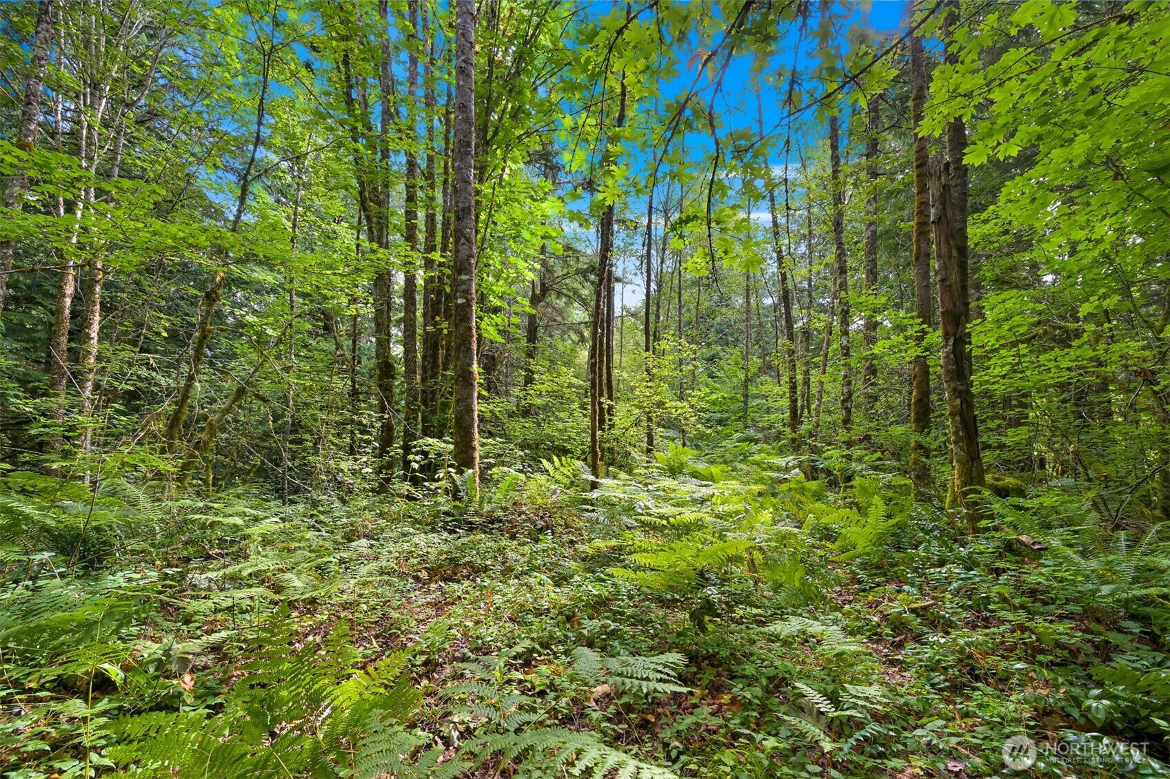 7326 Mt Baker Highway Deming, WA 98244 - Photo 19 of 25 a view of a garden