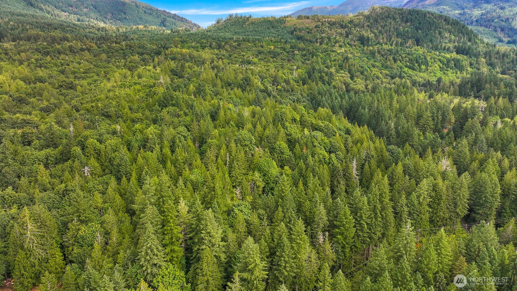 7326 Mt Baker Highway Deming, WA 98244 - Photo 21 of 25 a view of a lush green forest with a lush green forest