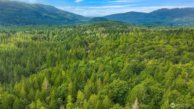 a view of a lush green forest with a lush green hillside