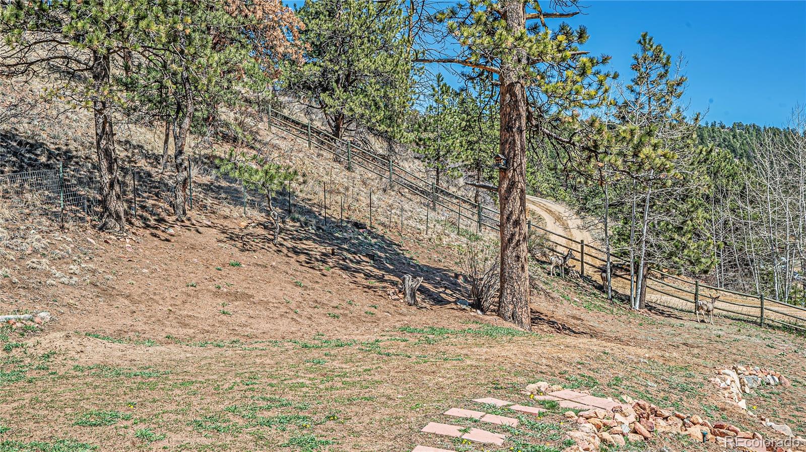 195 Brookside Drive Bailey, CO 80421 - Photo 23 of 24 a view of a yard with large tree
