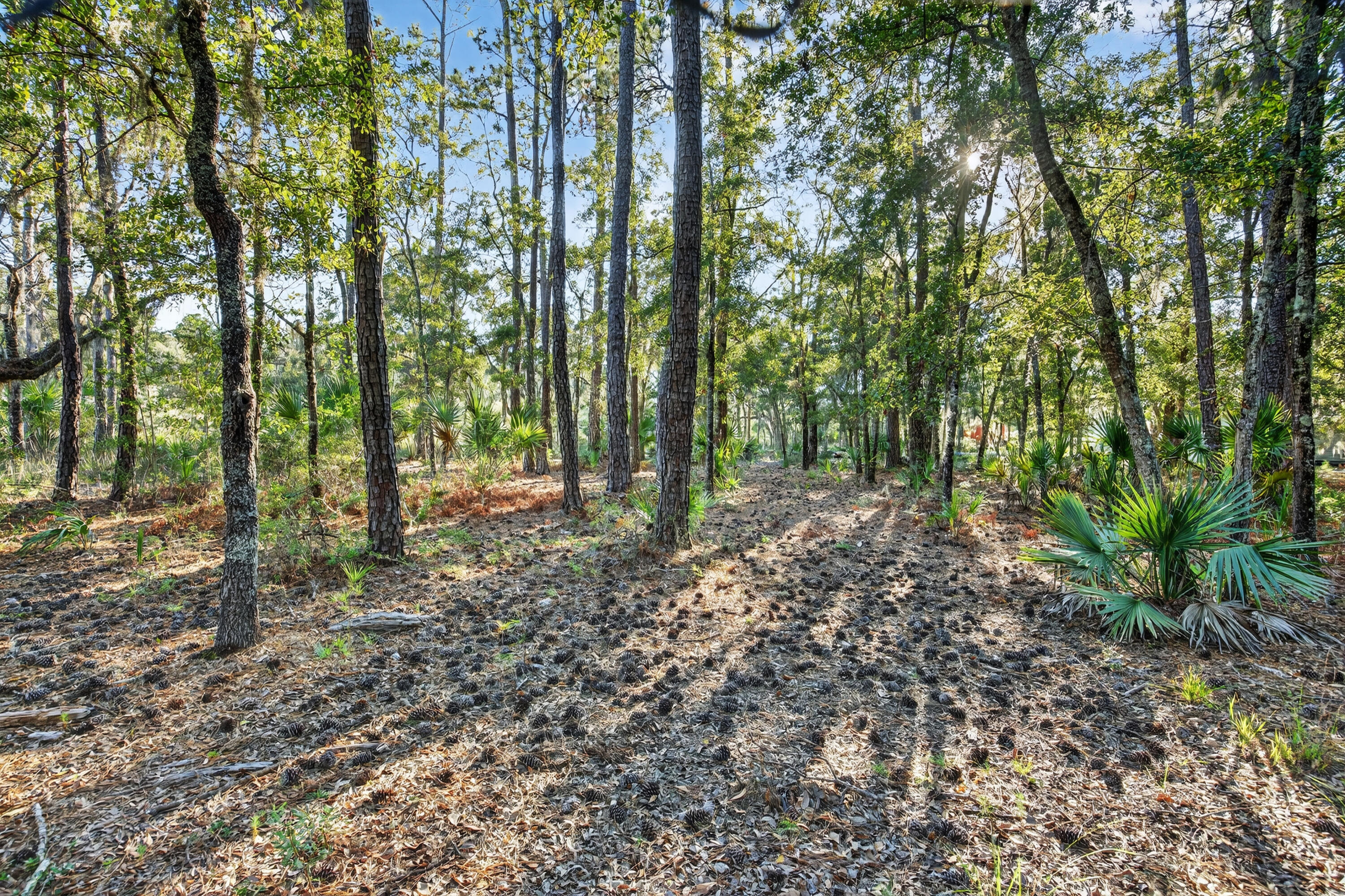 0 Coon Club Road Meggett, SC 29449 - Photo 8 of 18 243A7236