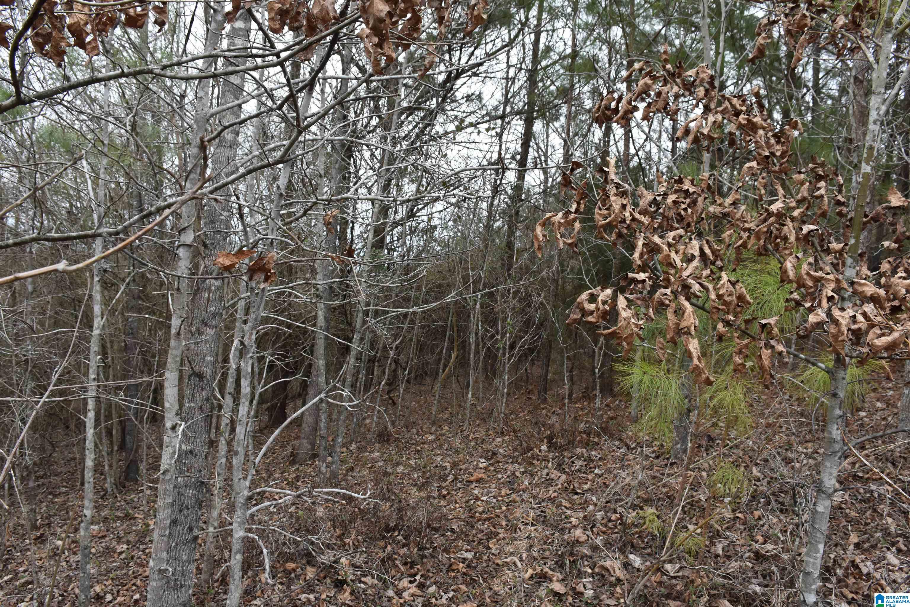 0 Grist Mill Road Alpine, AL 35014 - Photo 10 of 10