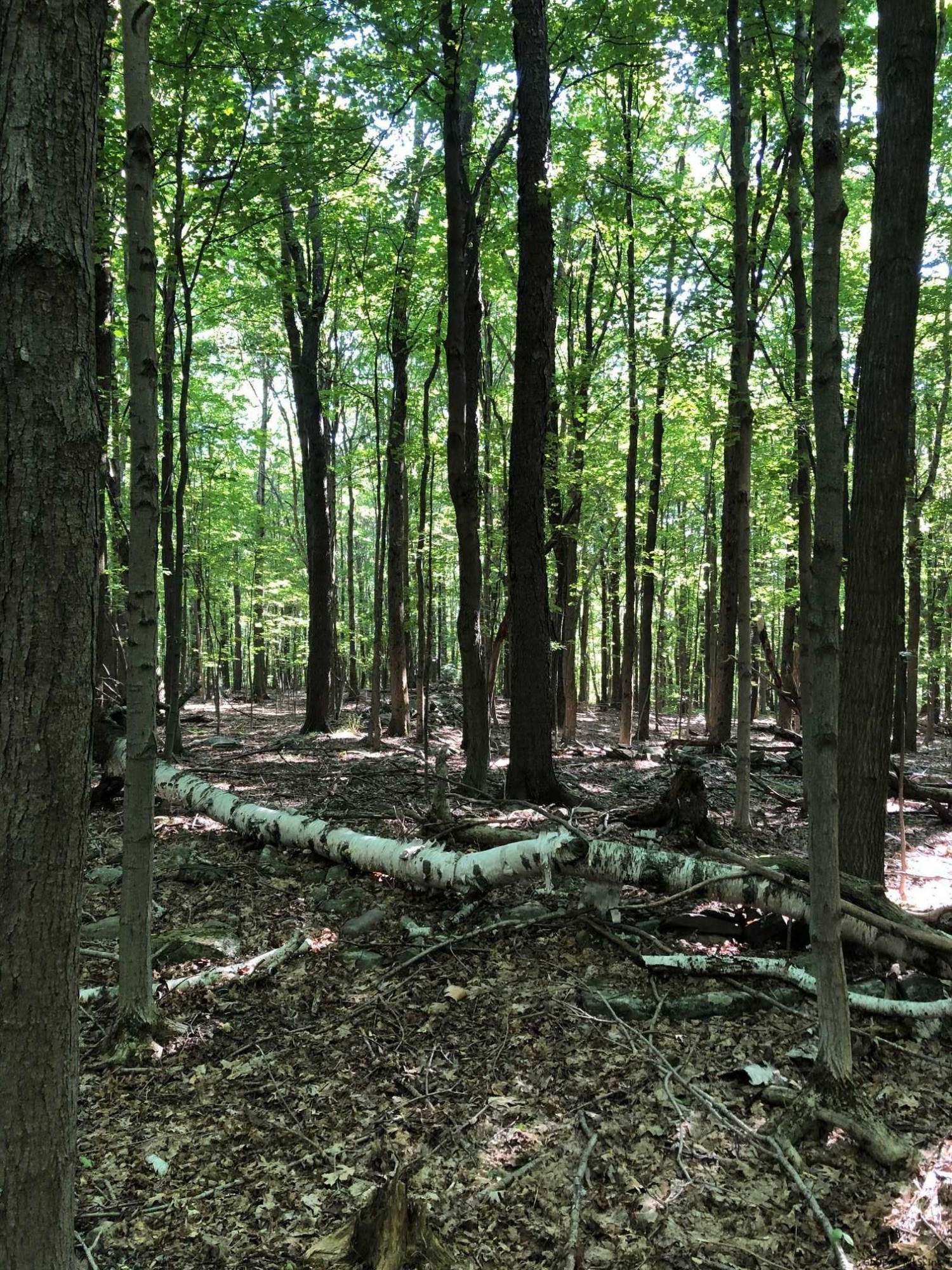 0 Fire Tower Road Petersburg, NY 12138 - Photo 9 of 11 Photo 9