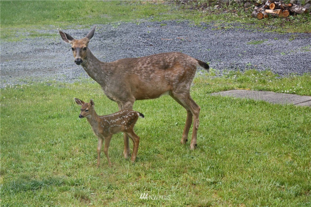 110 Blue Bird Road Ashford, WA 98304 - Photo 25 of 25 Gallery Image 25
