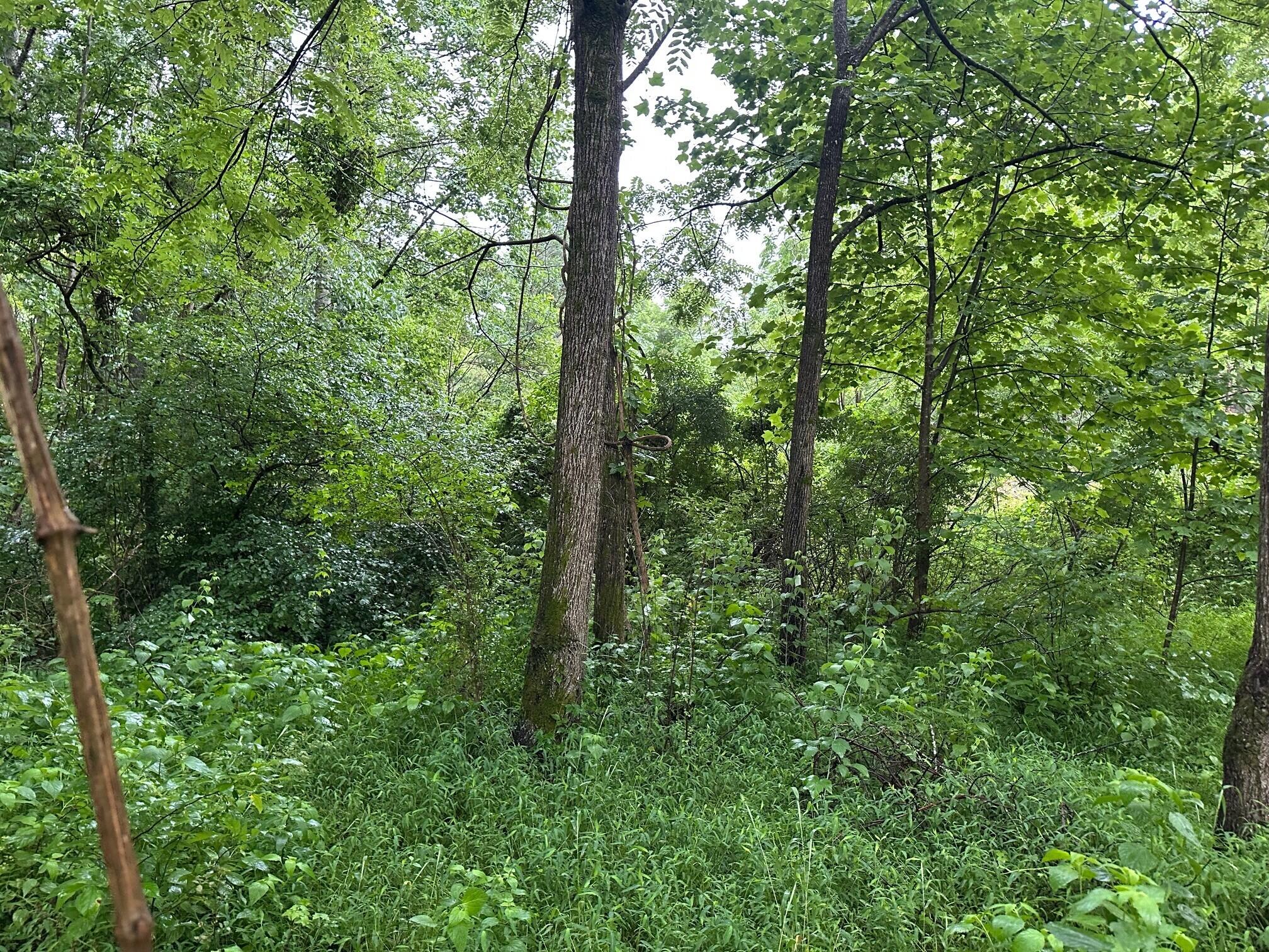 Lot 3 Sawmill Road, Unit LOT 3 Palmer, TN 37365 - Photo 1 of 5 2