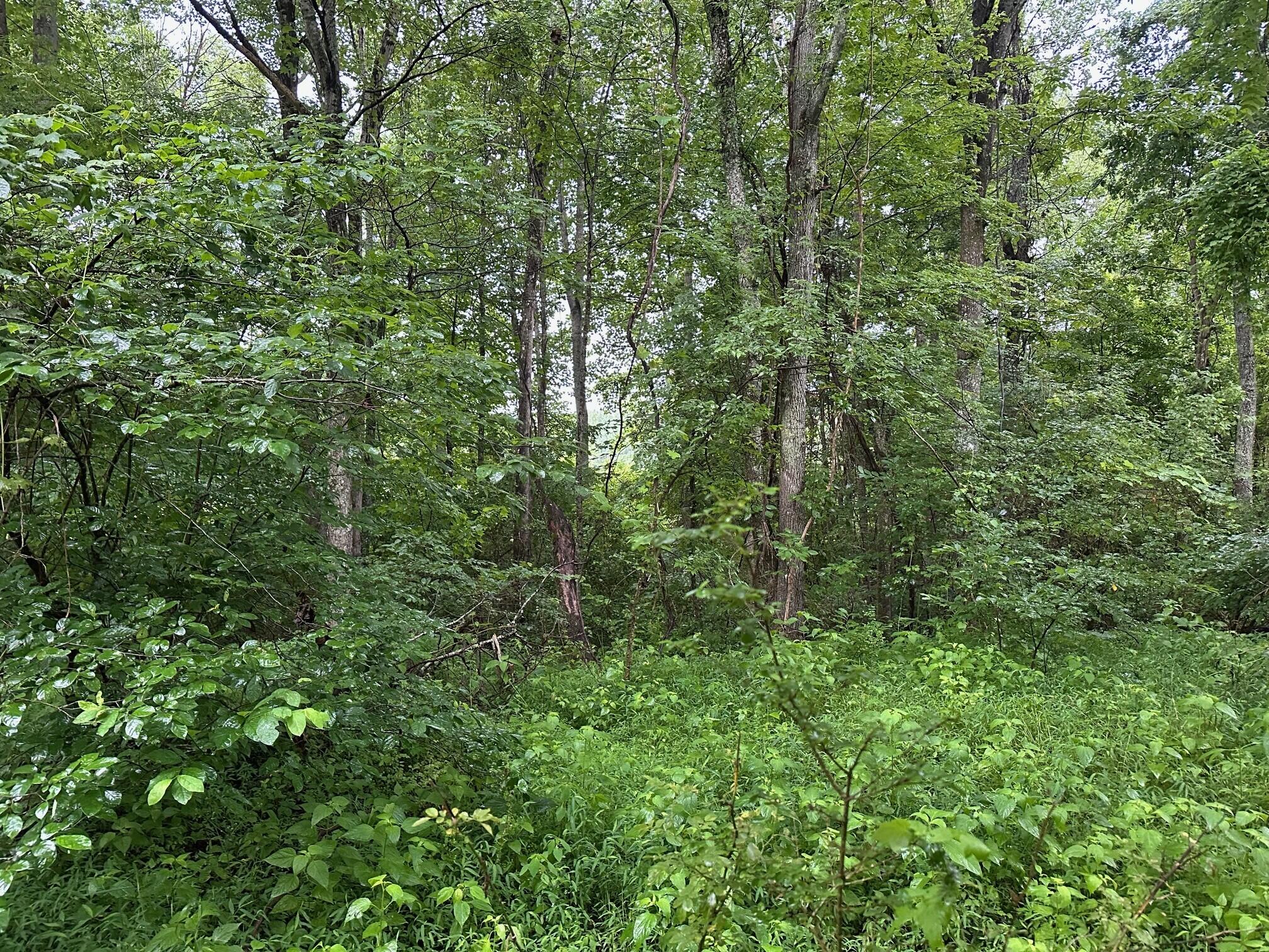 Lot 3 Sawmill Road, Unit LOT 3 Palmer, TN 37365 - Photo 2 of 5 3