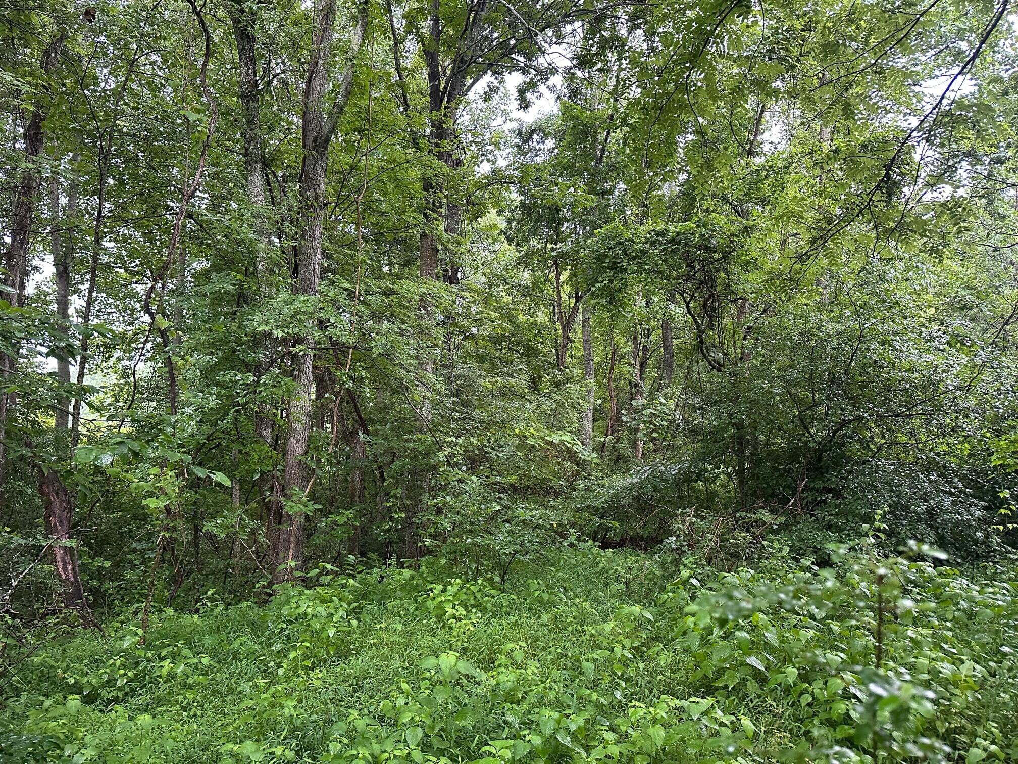 Lot 3 Sawmill Road, Unit LOT 3 Palmer, TN 37365 - Photo 3 of 5 5