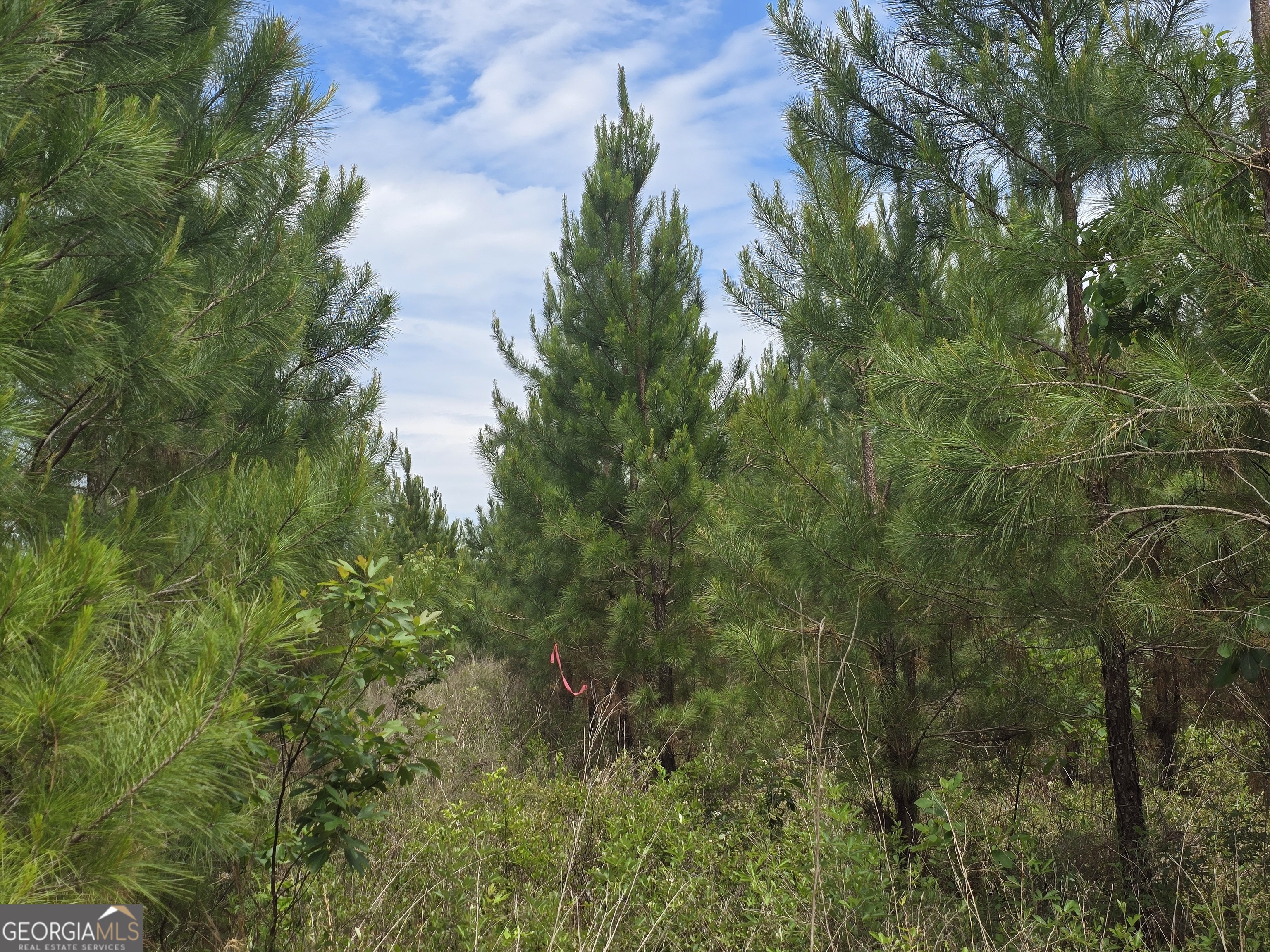 26 Marvin Murphy Road Ellaville, GA 31806 - Photo 2 of 4 a view of a lake