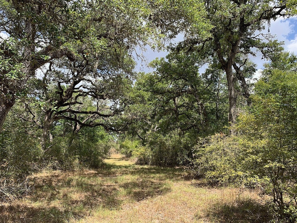 0 Private Road 1581 Road Hallettsville, TX 77964 - Photo 1 of 24 a view of a yard with large trees