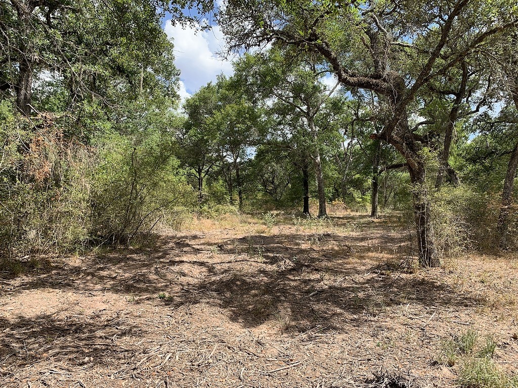 0 Private Road 1581 Road Hallettsville, TX 77964 - Photo 14 of 24 a view of a forest with trees