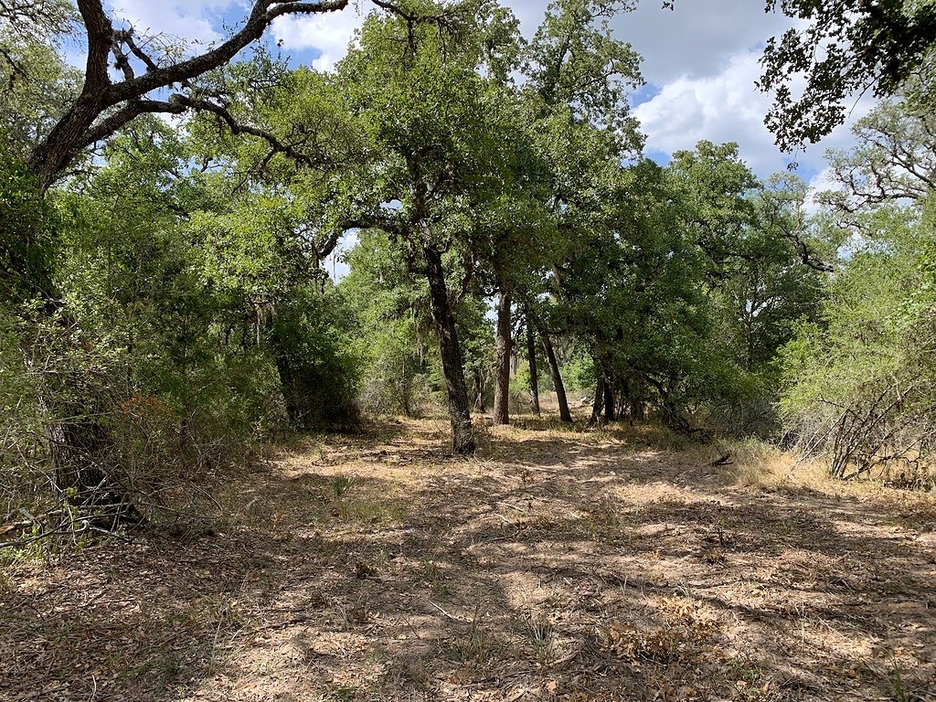 0 Private Road 1581 Road Hallettsville, TX 77964 - Photo 15 of 24 a view of a forest with trees in the background