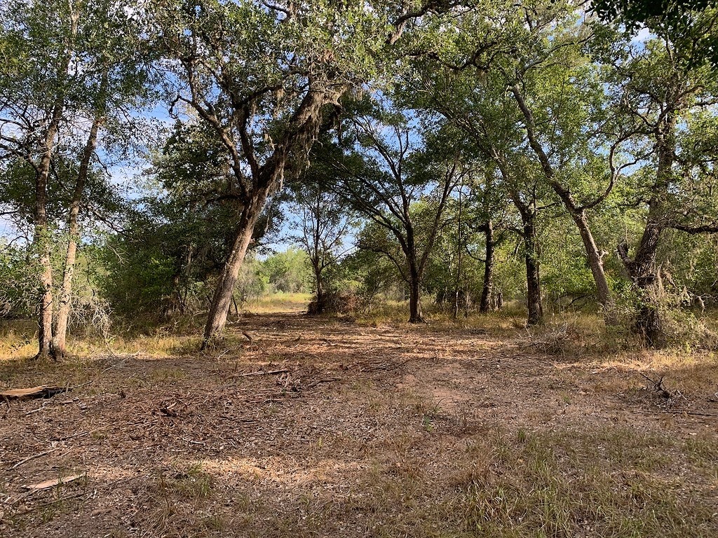 0 Private Road 1581 Road Hallettsville, TX 77964 - Photo 16 of 24 a view of dirt yard with a trees