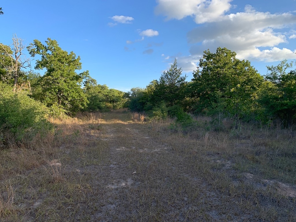 0 Private Road 1581 Road Hallettsville, TX 77964 - Photo 17 of 24 a view of a forest with trees in the background