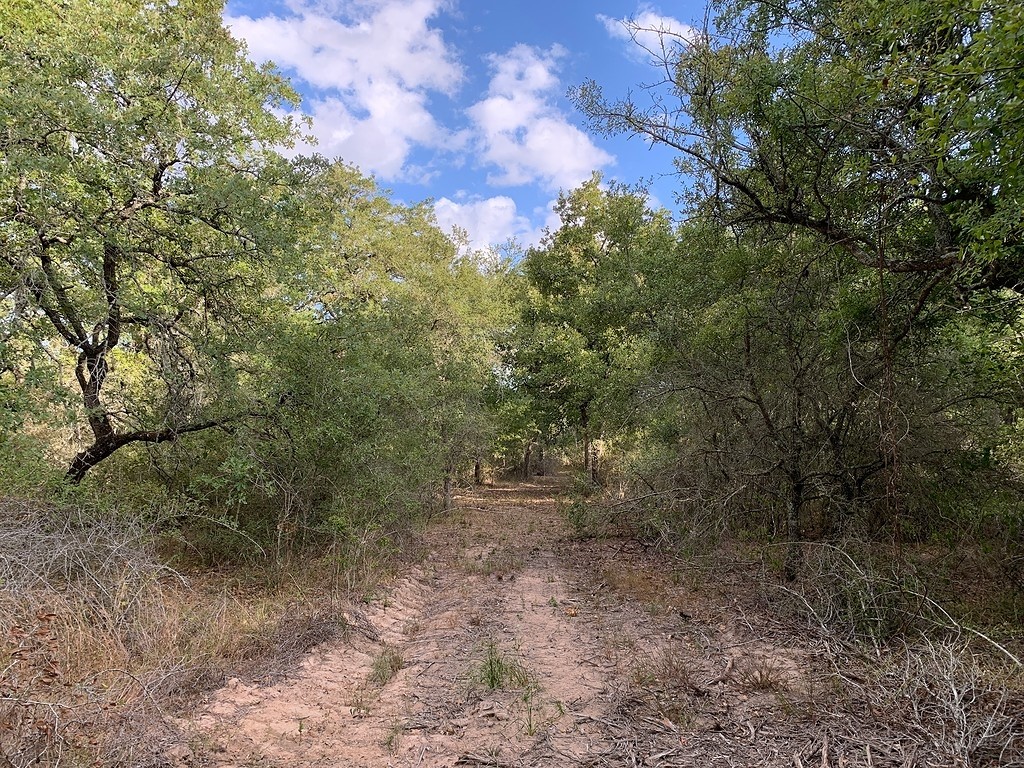 0 Private Road 1581 Road Hallettsville, TX 77964 - Photo 18 of 24 a view of a forest with trees in the background