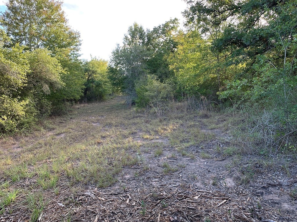 0 Private Road 1581 Road Hallettsville, TX 77964 - Photo 19 of 24 a view of a forest with trees in the background