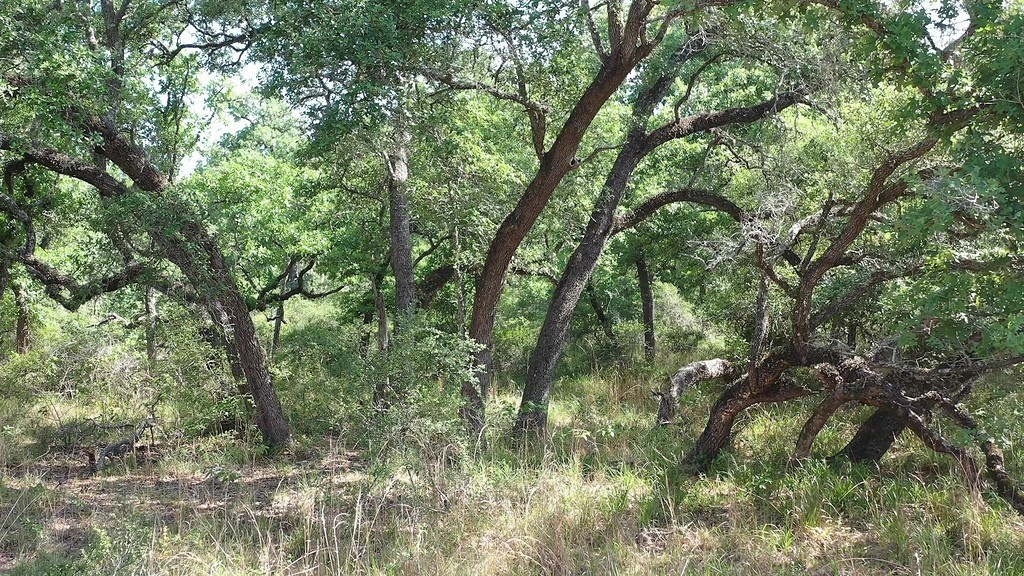 0 Private Road 1581 Road Hallettsville, TX 77964 - Photo 21 of 24 a view of forest
