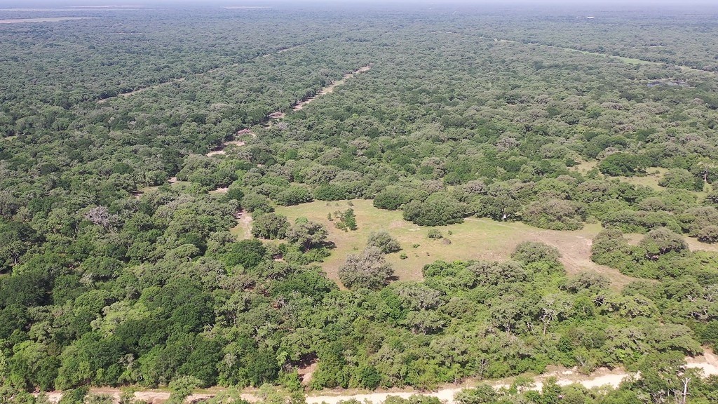 0 Private Road 1581 Road Hallettsville, TX 77964 - Photo 22 of 24 a view of a dry yard covered with trees