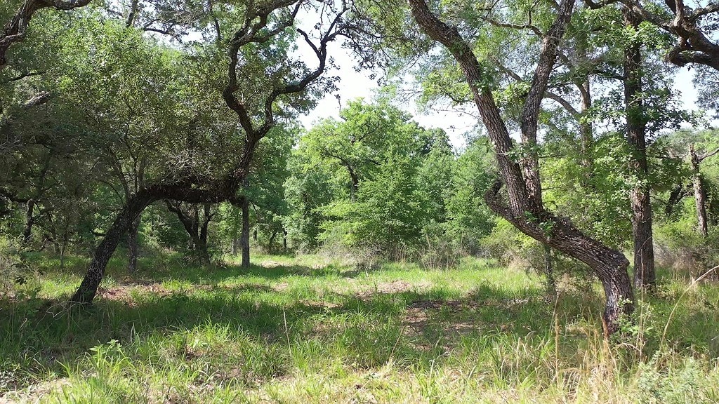 0 Private Road 1581 Road Hallettsville, TX 77964 - Photo 23 of 24 a backyard of a house with lots of green space