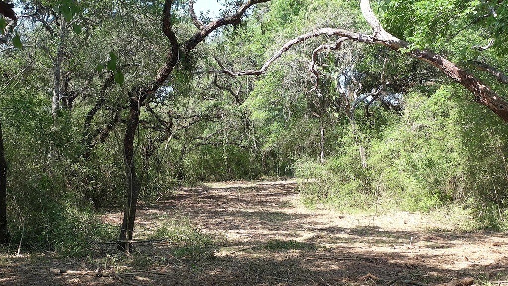 0 Private Road 1581 Road Hallettsville, TX 77964 - Photo 24 of 24 a view of outdoor space with trees