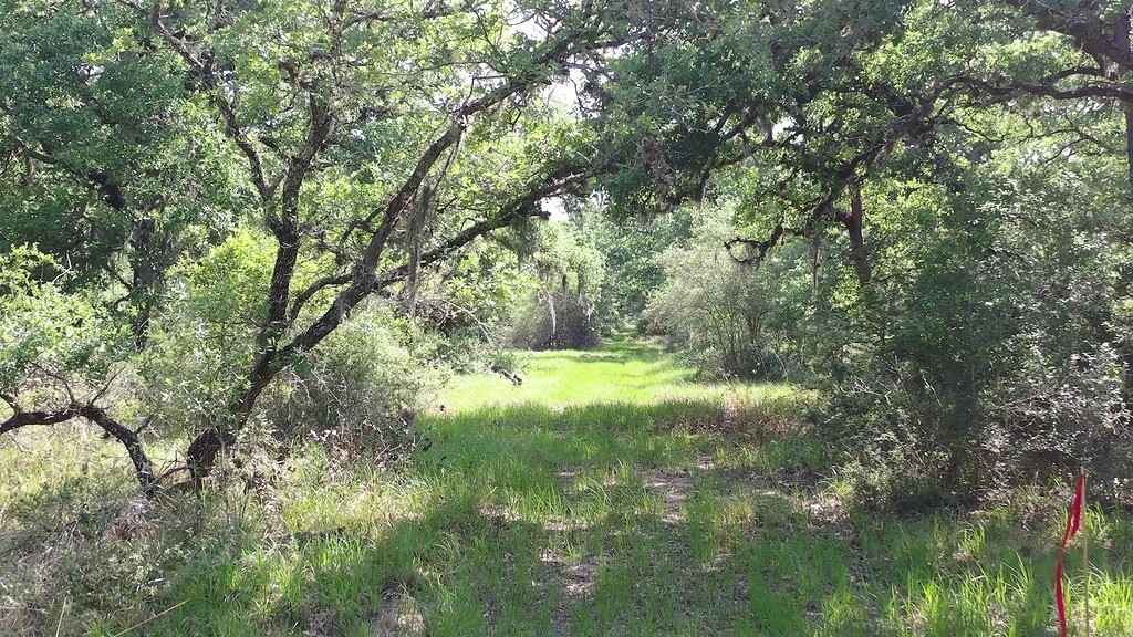 0 Private Road 1581 Road Hallettsville, TX 77964 - Photo 5 of 24 a view of a garden with a tree