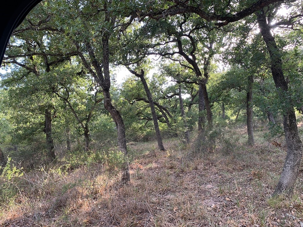 0 Private Road 1581 Road Hallettsville, TX 77964 - Photo 6 of 24 a view of a forest with trees in the background