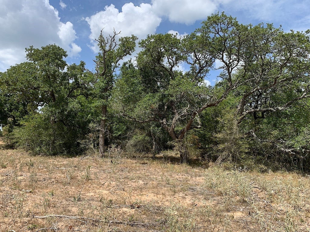 0 Private Road 1581 Road Hallettsville, TX 77964 - Photo 7 of 24 a view of outdoor space and trees