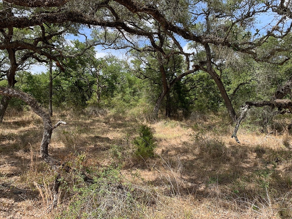 0 Private Road 1581 Road Hallettsville, TX 77964 - Photo 9 of 24 a view of a yard with plants and trees