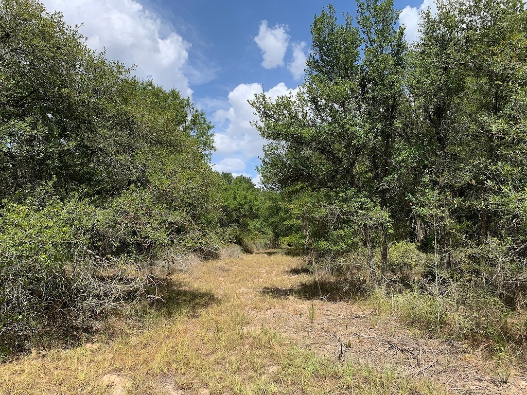 0 Private Road 1581 Road Hallettsville, TX 77964 - Photo 10 of 24 a view of a yard covered with trees