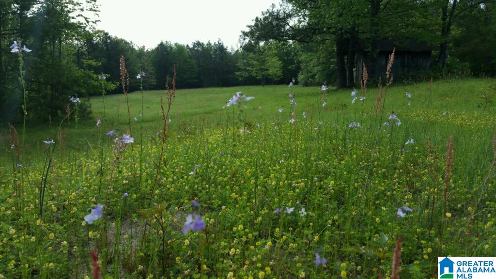 0 Elam School House Road, Unit 36 ACRES Brent, AL 35034 - Photo 1 of 7