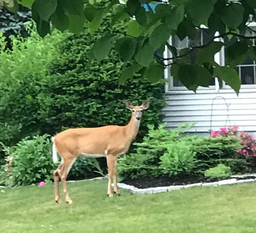 $469,000 | 6 Moonbrook Drive, Rutland, VT 05701