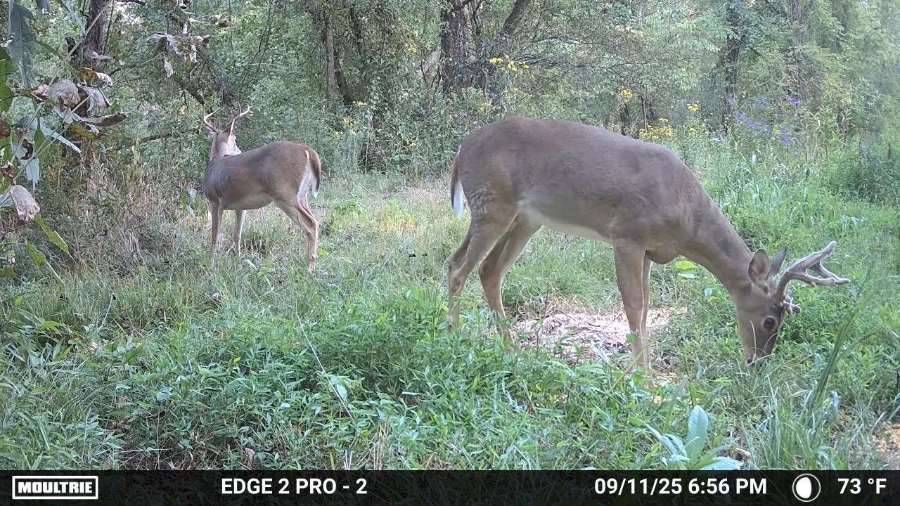 1527 Glass Mill Road Chickamauga, GA 30707 - Photo 35 of 36 Temp_1586093-20250922180901-pir_20250911