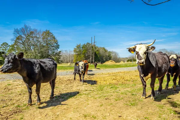 $650,000 | 1527 Glass Mill Road, Chickamauga, GA 30707