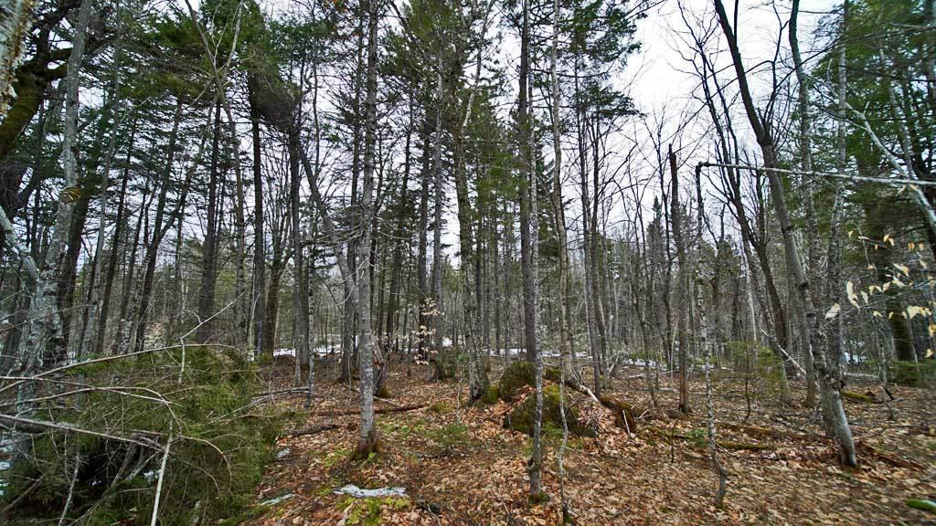 97 Gardner Point Road Mount Chase, ME 04765 - Photo 33 of 33 upper-shin-pond-penobscot-l