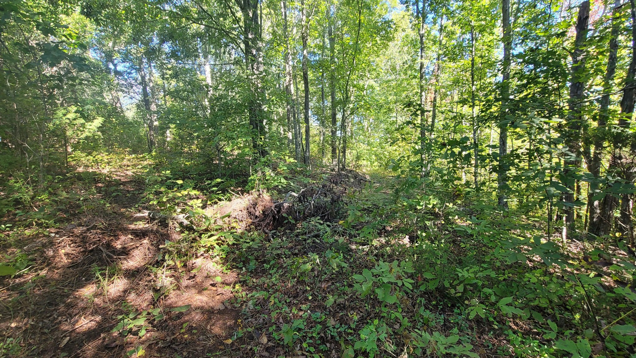 0 Sims Cemetery Road Sevierville, TN 37876 - Photo 18 of 18 Gallery Image 18