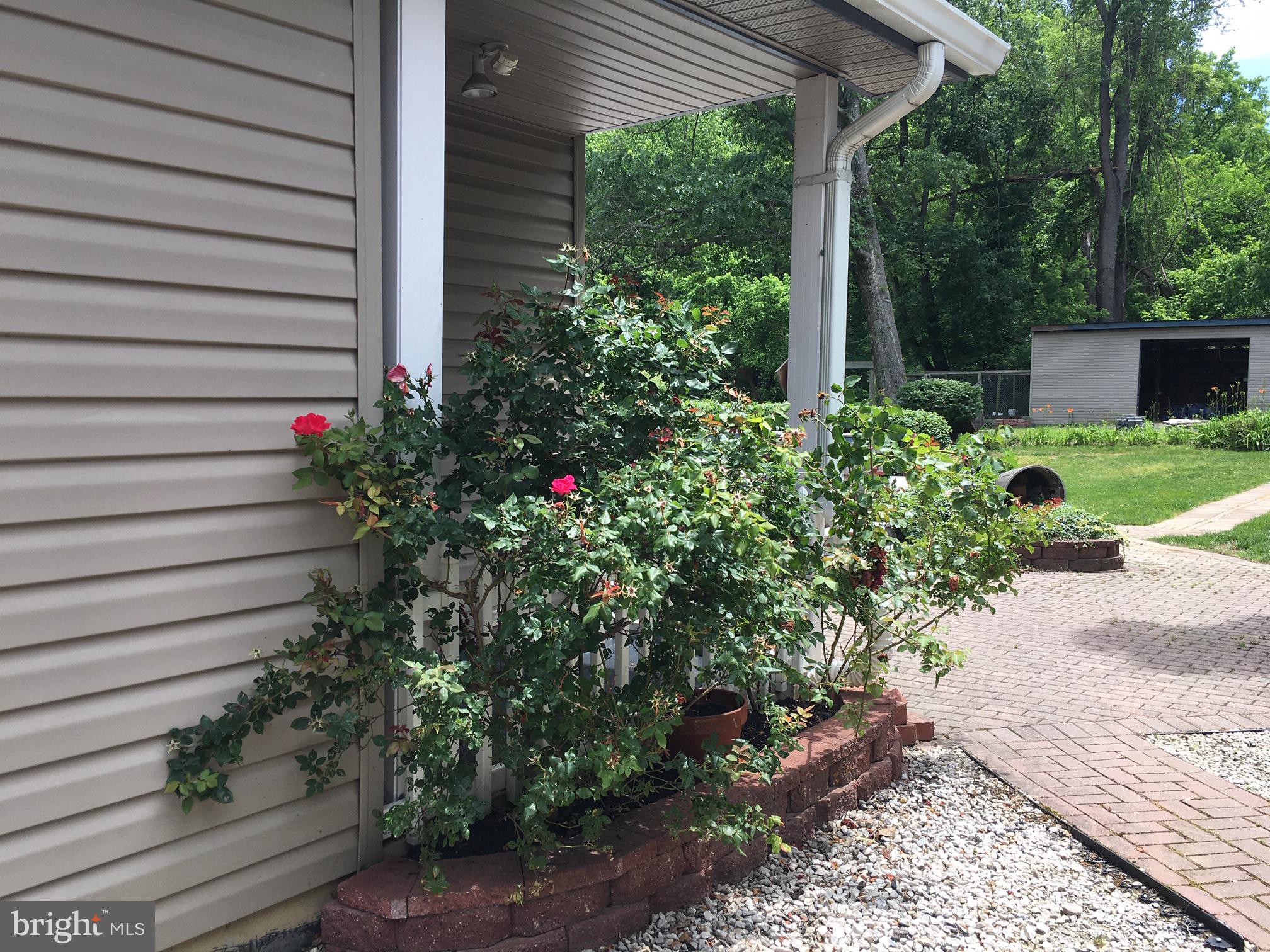15929 Attleboro Road Silver Spring, MD 20905 - Photo 38 of 46 Rose bushes