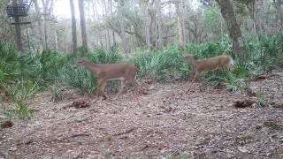 641 Sheppard Road Venus, FL 33960 - Photo 6 of 6 a view of a garden