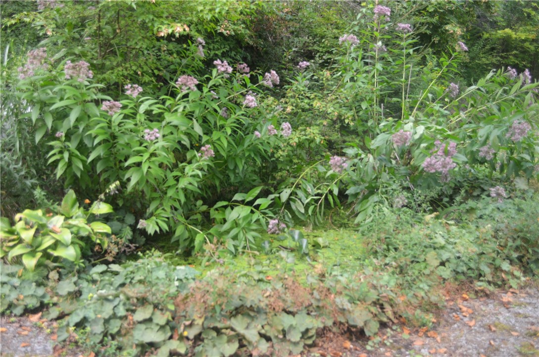 3855 Texas Hollow Road Hector, NY 14818 - Photo 47 of 50 Frog Pond