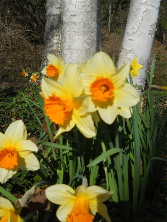 3855 Texas Hollow Road Hector, NY 14818 - Photo 49 of 50 Floower