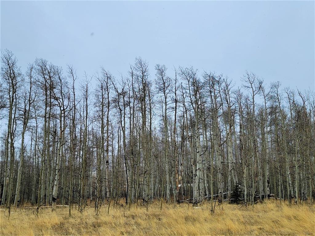Tbd Sheep Ridge Road Fairplay, CO 80440 - Photo 5 of 15 a view of large trees