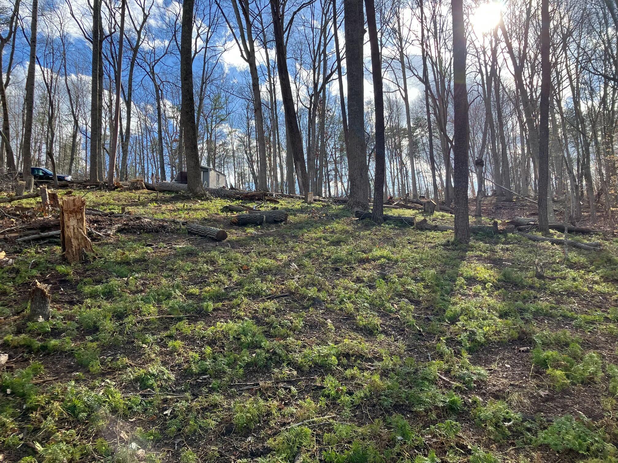 Lot 12 Gap Bridge Road Moneta, VA 24121 - Photo 2 of 14 a view of outdoor space with trees