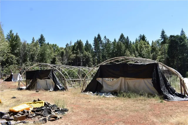 a view of a tree in the middle of a yard