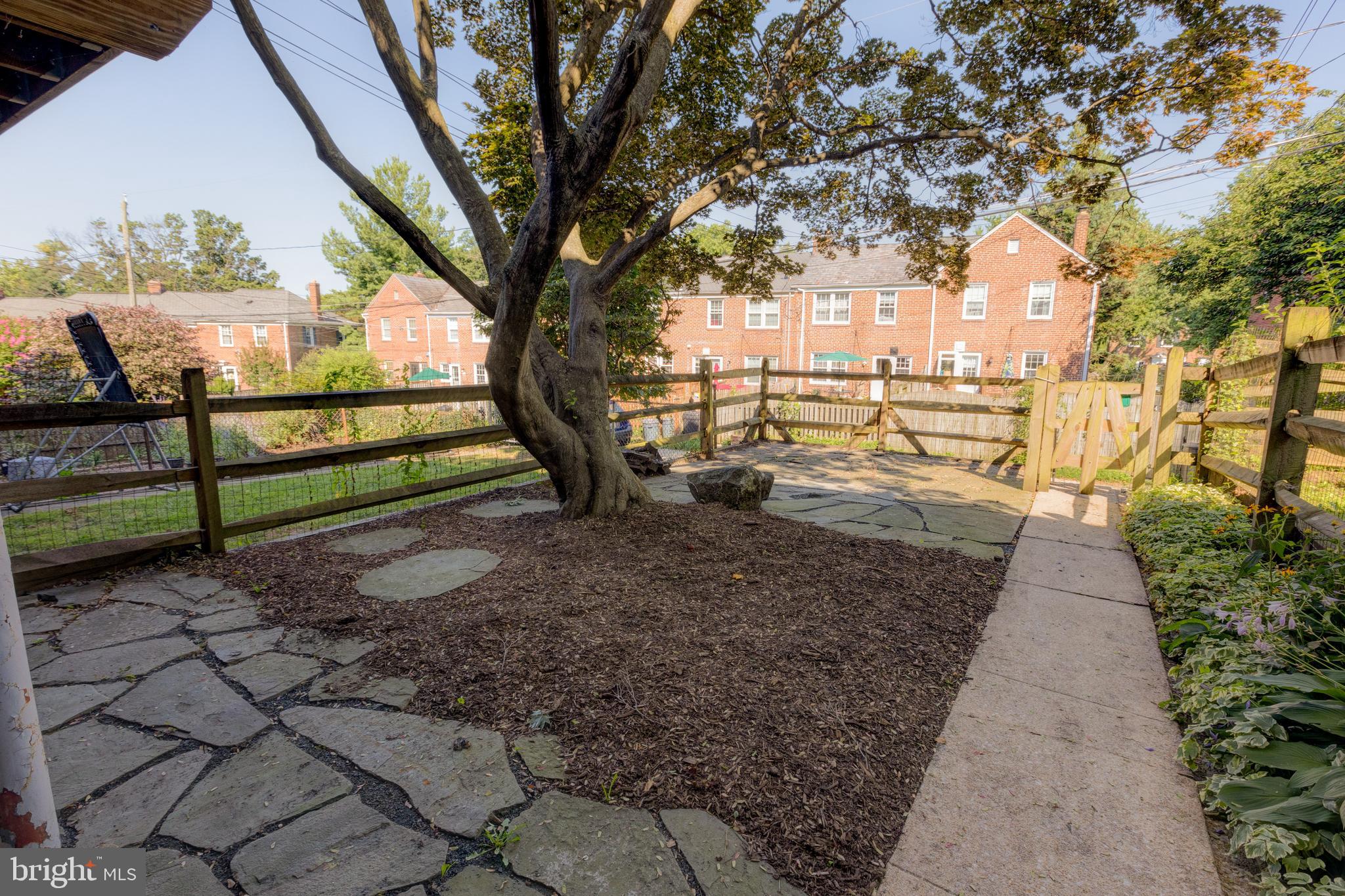 134 Brandon Road Baltimore, MD 21212 - Photo 23 of 26 Beautiful Japanese maple