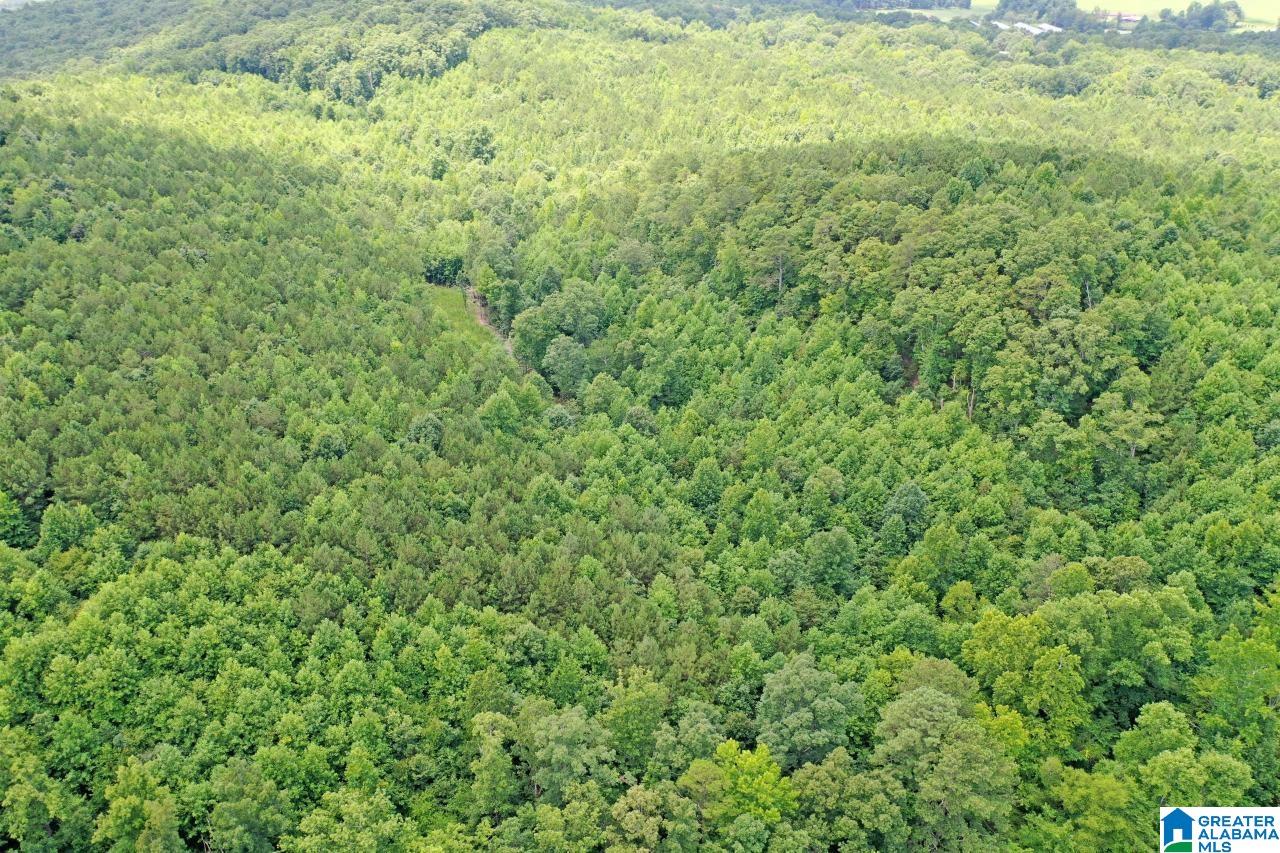 0 US Highway 278 Altoona, AL 35952 - Photo 3 of 14