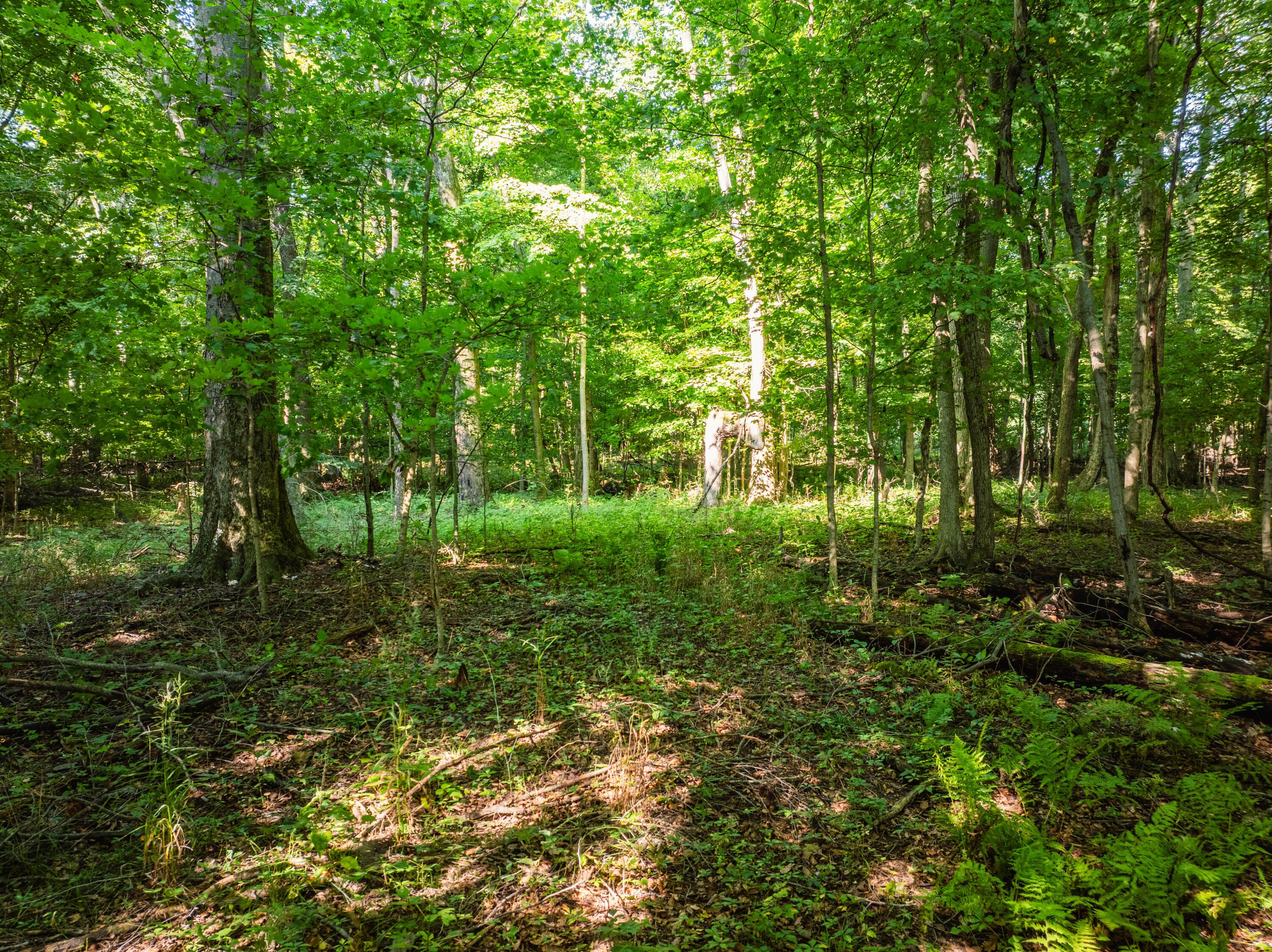 0 Sycamore Road Centerburg, OH 43011 - Photo 46 of 69 DJI_20260827153419_0850_D-HDR
