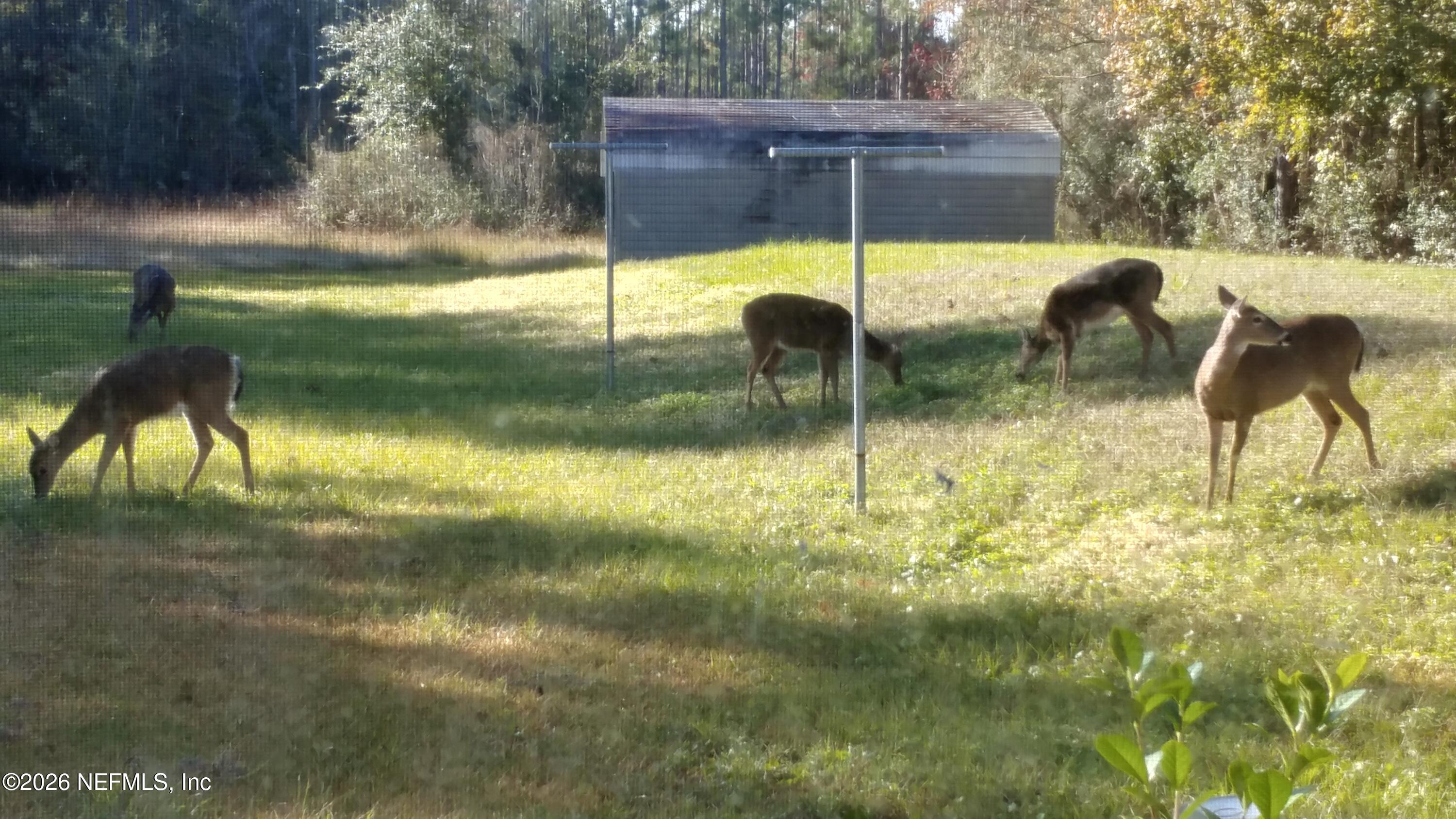 18098 Wells Road Jacksonville, FL 32234 - Photo 92 of 93 Deer