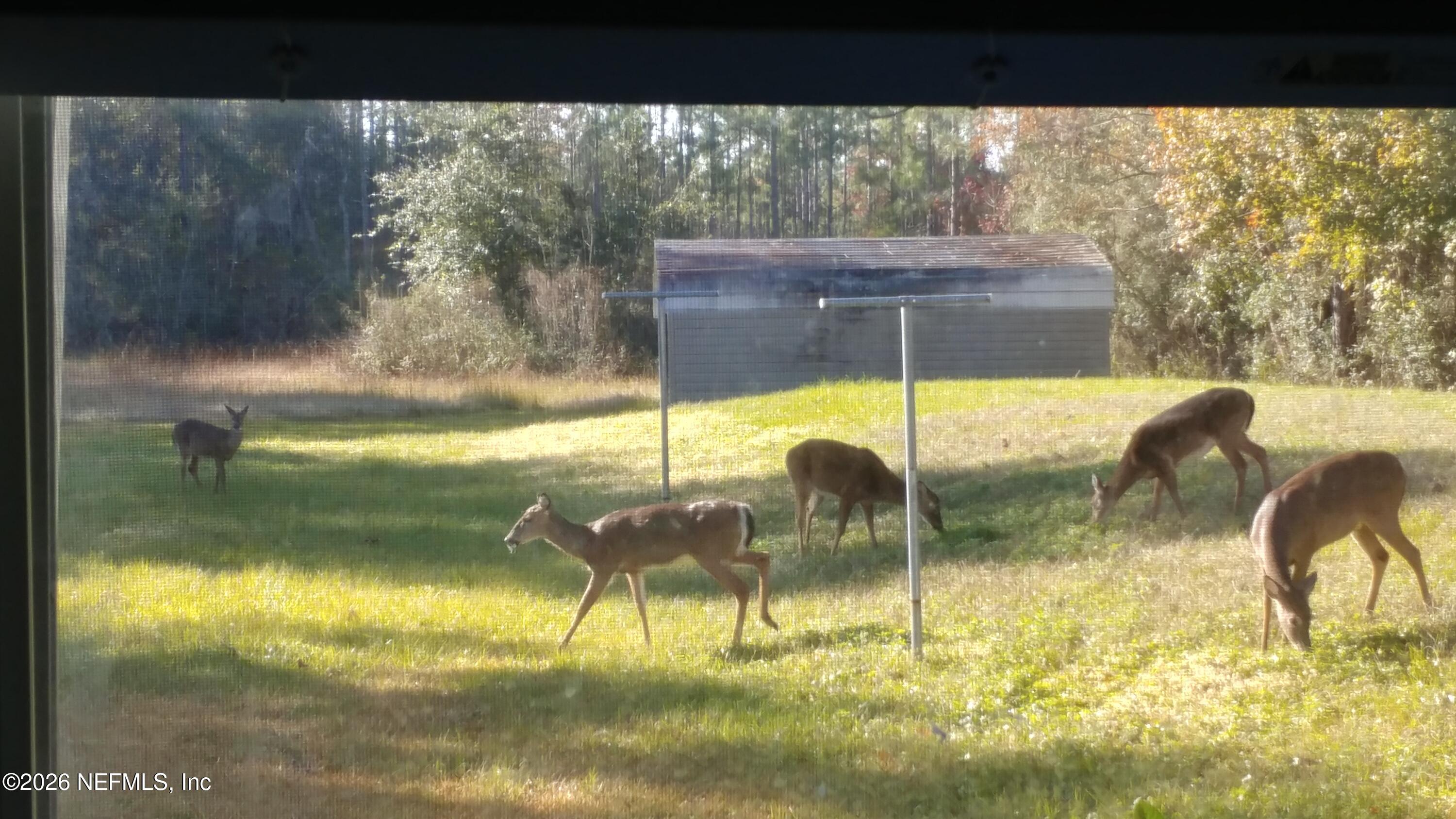 18098 Wells Road Jacksonville, FL 32234 - Photo 93 of 93 Deer