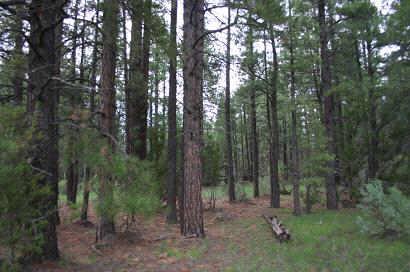 2917 Cedar Road, Unit 25A Heber, AZ 85928 - Photo 1 of 6 a view of a forest with trees in the background