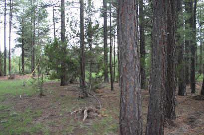 2917 Cedar Road, Unit 25A Heber, AZ 85928 - Photo 2 of 6 a view of a forest with trees in the background