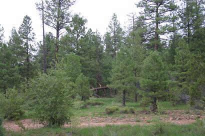 2917 Cedar Road, Unit 25A Heber, AZ 85928 - Photo 5 of 6 a view of a forest with trees in the background