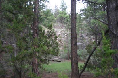 2917 Cedar Road, Unit 25A Heber, AZ 85928 - Photo 6 of 6 a view of forest